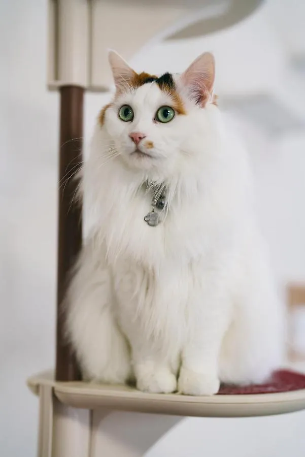 Home Yasuda 오타루 홈스테이